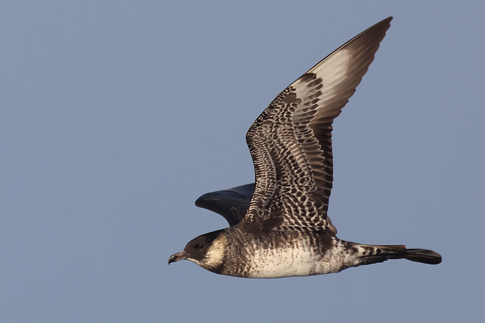 Pomarine skua